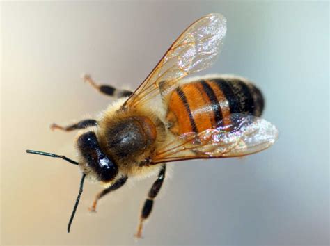 Drone (bee)